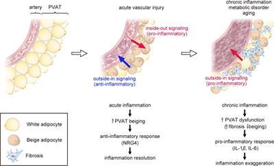 Perivascular adipose tissue in vascular pathologies—a novel therapeutic target for atherosclerotic disease?